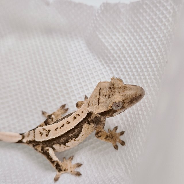 노멀 쿼드 풀핀