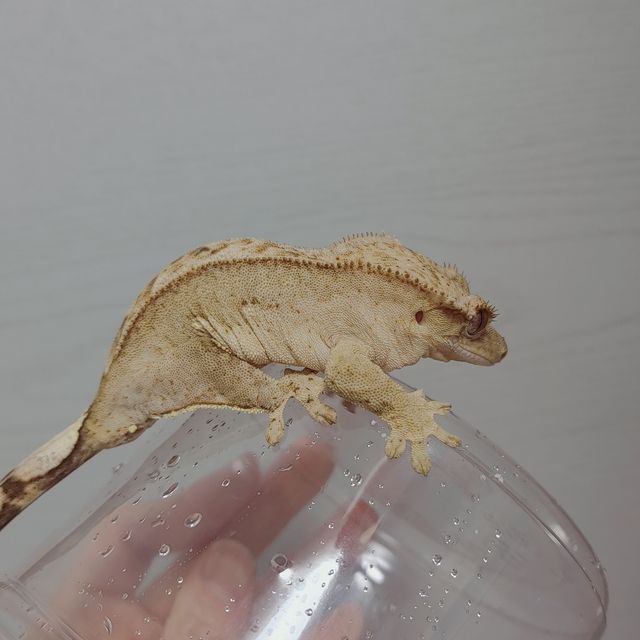 옐로우 크림시클 크림