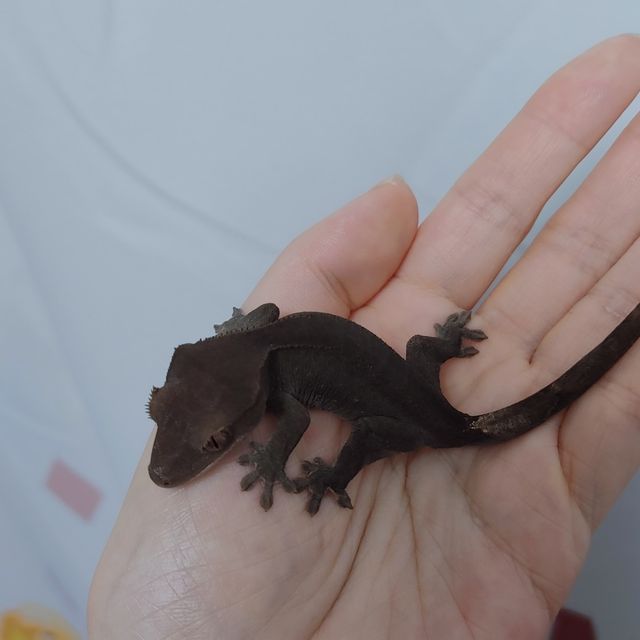 챠콜 알티
