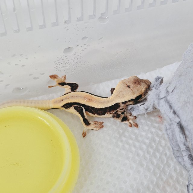 릴리화이트 블랙