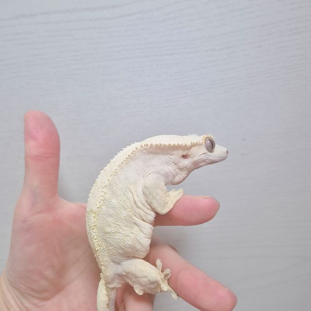 옐로우 크림 벅스킨 브린들