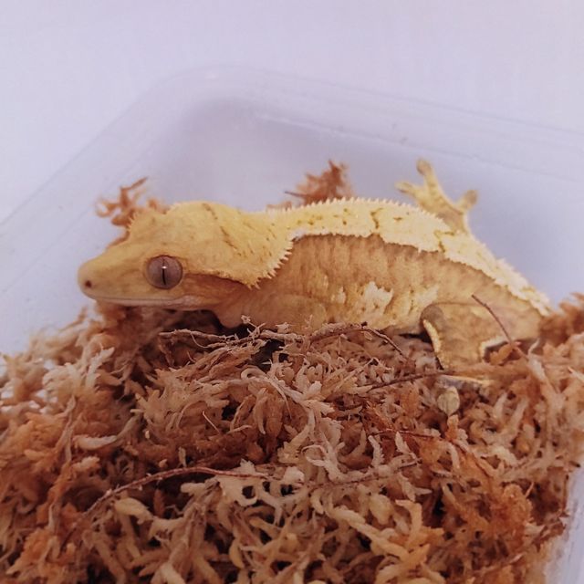 크림 옐로우 크림시클
