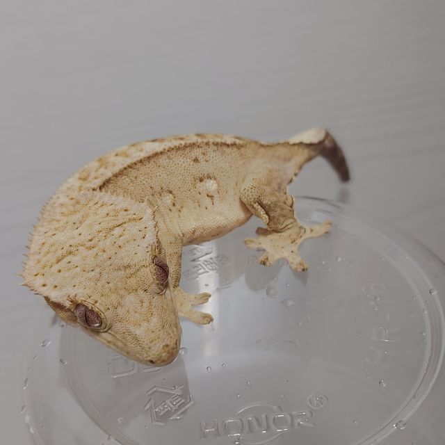 옐로우 크림시클 크림