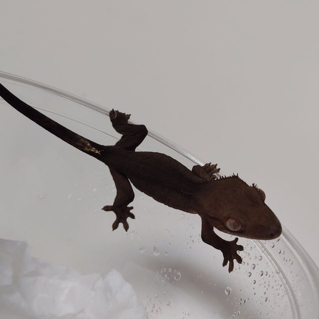 패턴리스 다크 블랙 챠콜