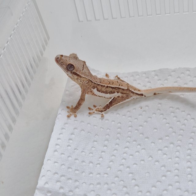 팬텀 릴리화이트 옐로우 크림 크림시클