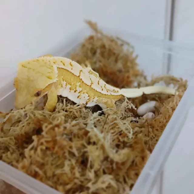 옐로우 크림 크림시클