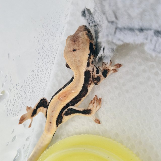 릴리화이트 블랙