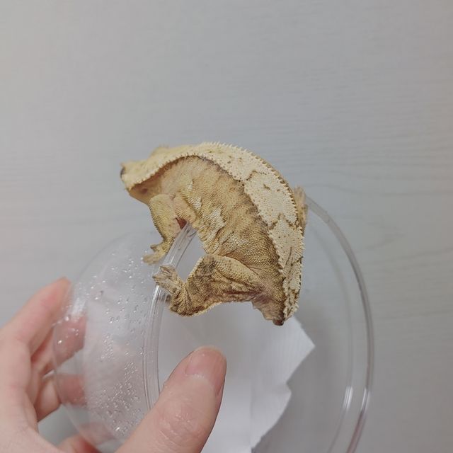 노멀 옐로우 크림 크림시클