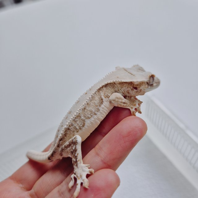 크림 크림시클 옐로우 릴리화이트