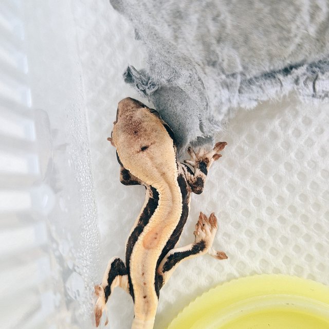 릴리화이트 블랙