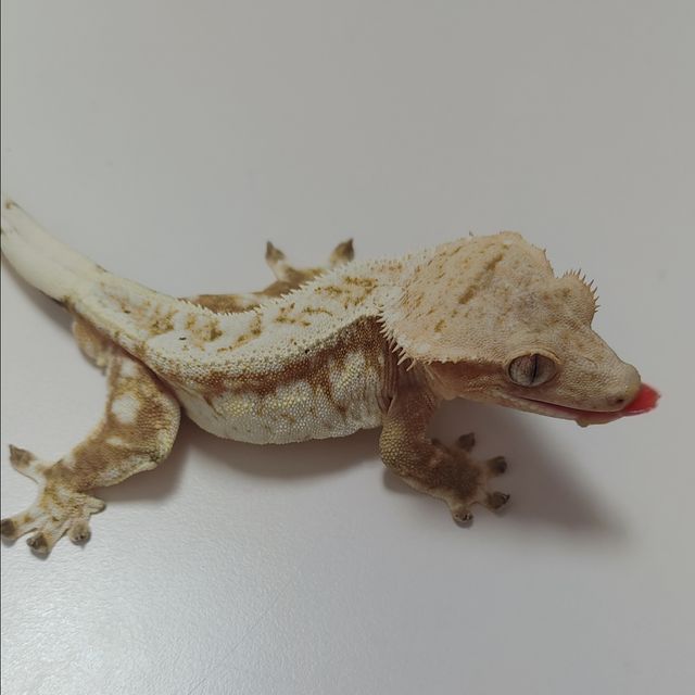 크림 옐로우 크림시클