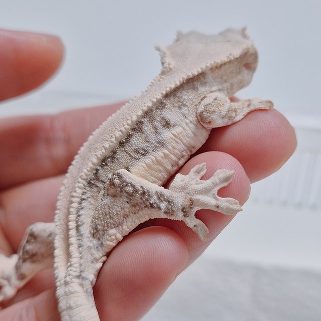 릴리화이트 솔리드백 화이트