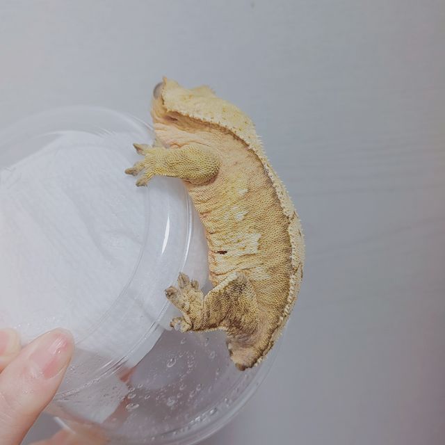 크림 옐로우 크림시클