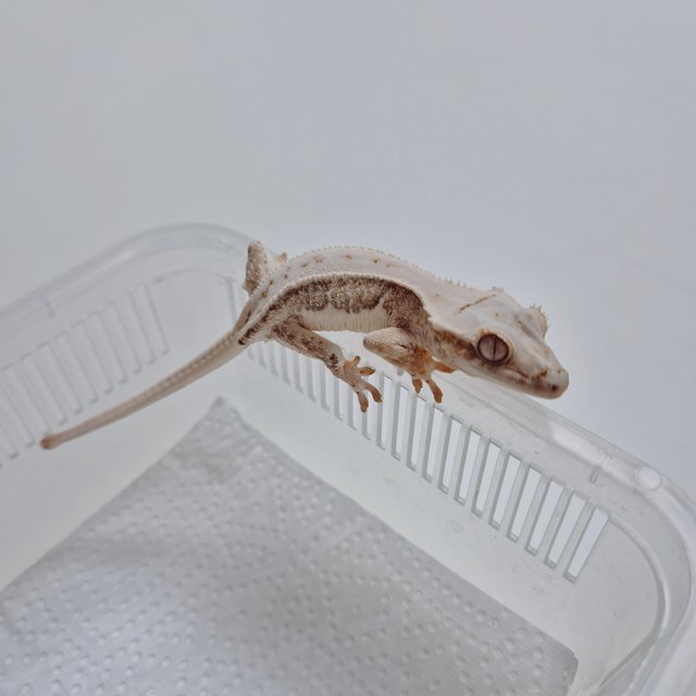 크림 크림시클 옐로우 릴리화이트