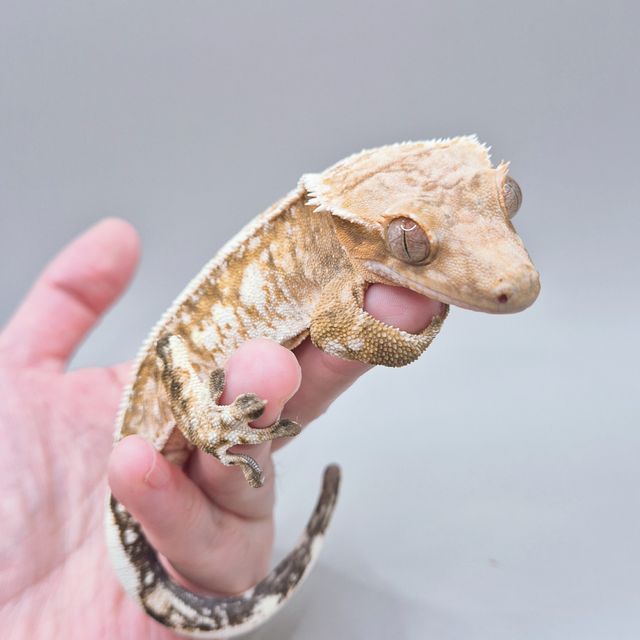 크림시클