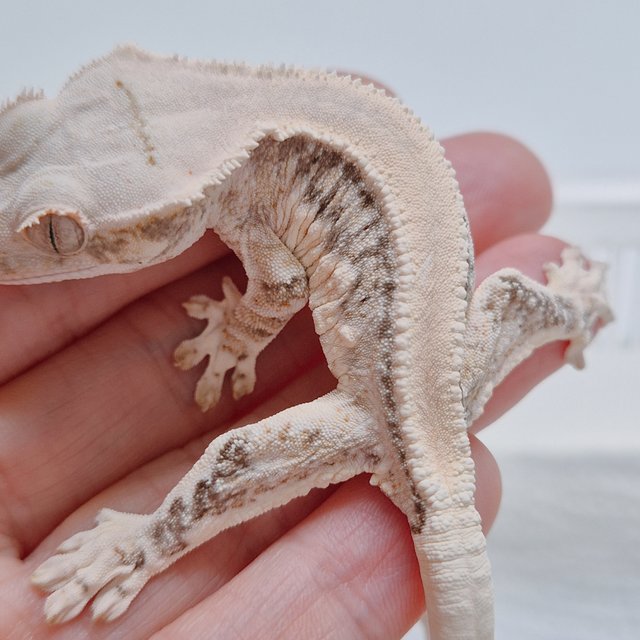 릴리화이트 솔리드백 화이트