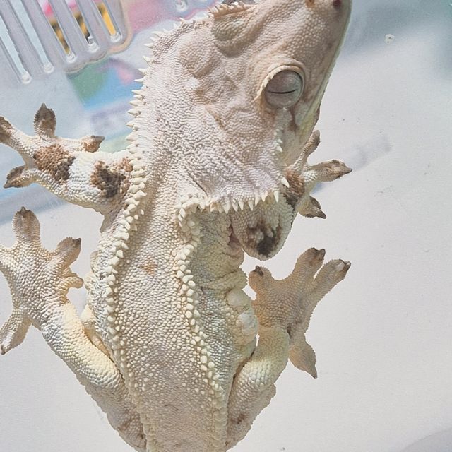 릴리화이트