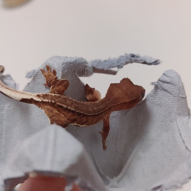 팬텀 다크 챠콜