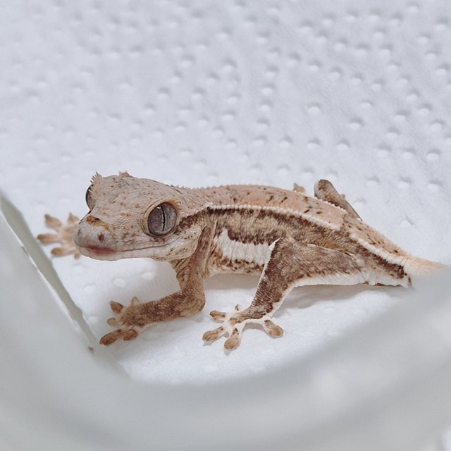 팬텀 릴리화이트 옐로우 크림 크림시클