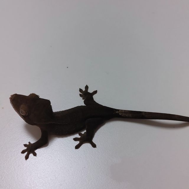 챠콜 알티