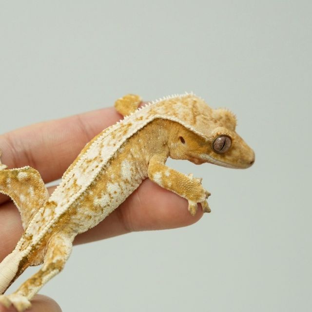 크림시클