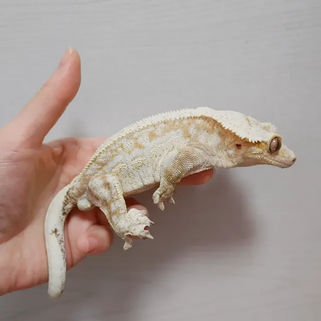 크림시클