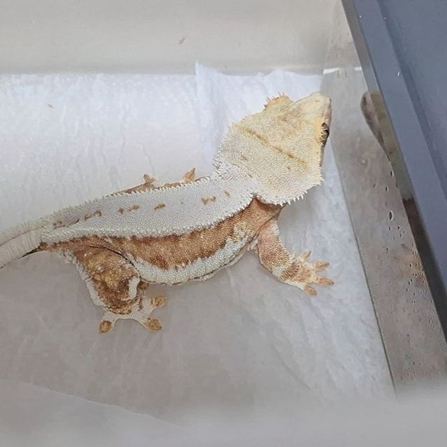 크림시클 크림