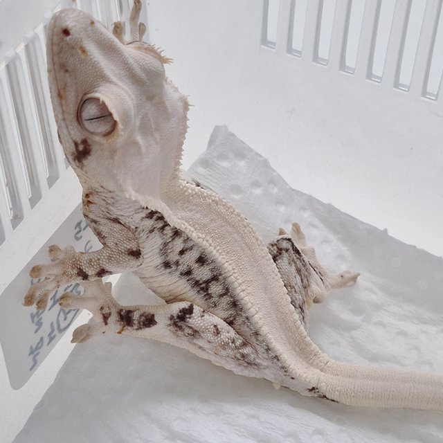 솔리드백 릴리화이트