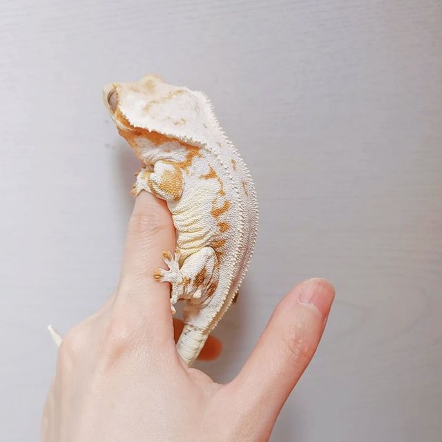 화이트 크림 릴리화이트 옐로우