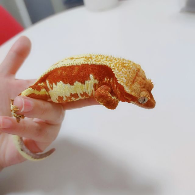 릴리화이트 레드