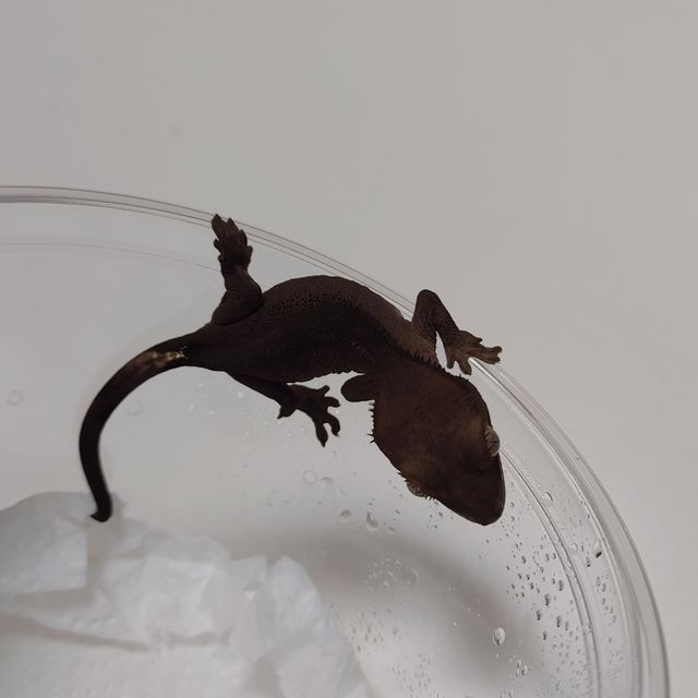 패턴리스 다크 블랙 챠콜