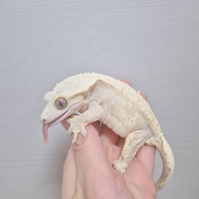 옐로우 크림 벅스킨 브린들