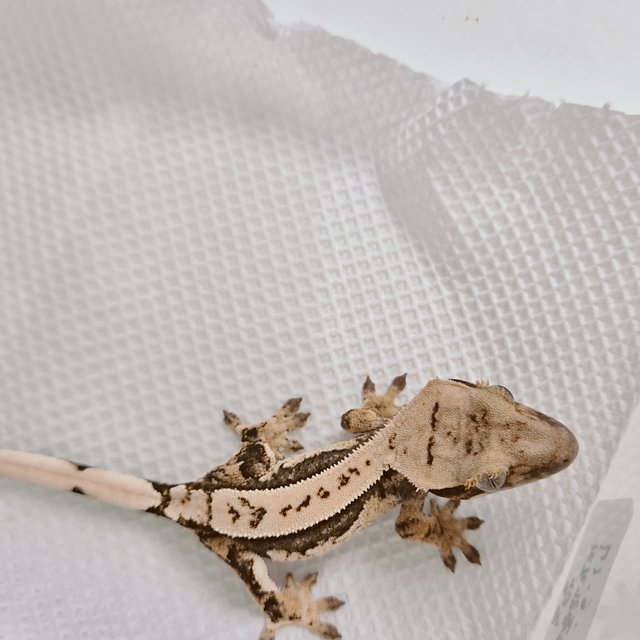 노멀 쿼드 풀핀