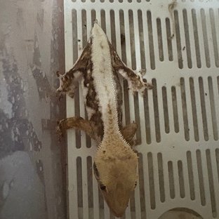 할리퀸 크림 화이트