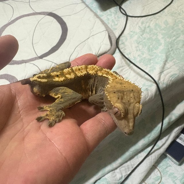 핀스트라이프 할리퀸