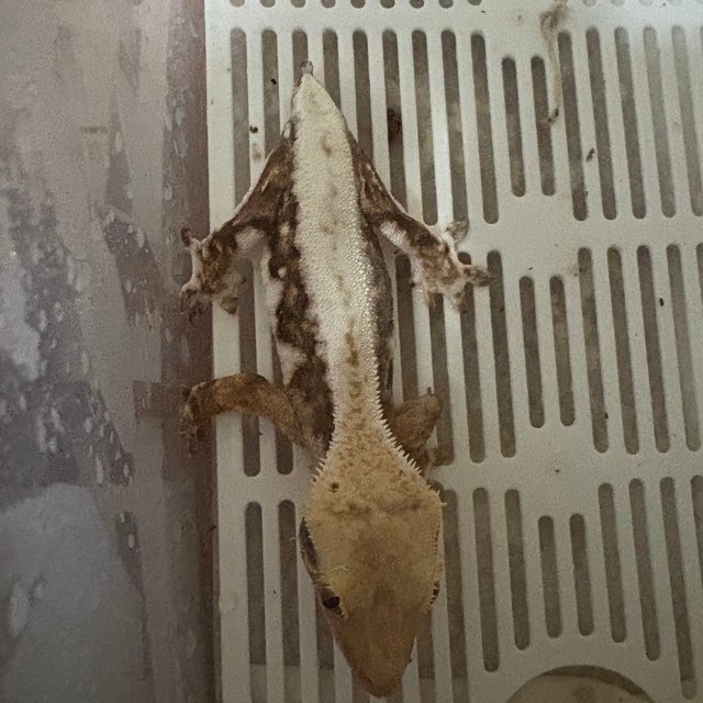 할리퀸 크림 화이트