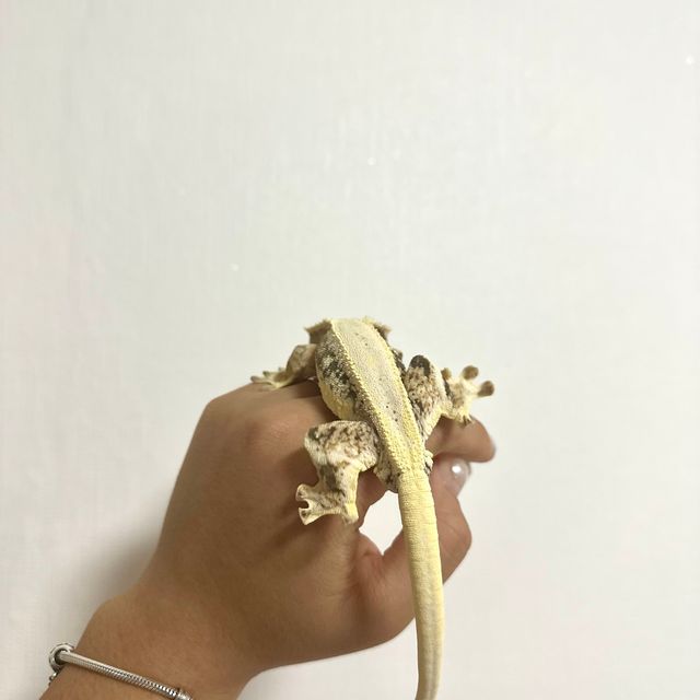 릴리화이트