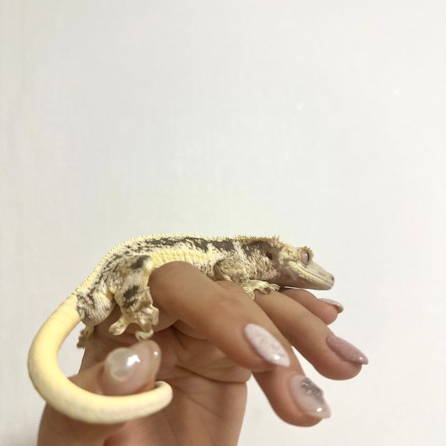 릴리화이트