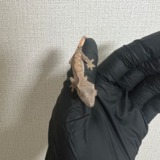 노멀 트라이 익스트림할리퀸