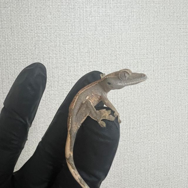 노멀 트라이 익스트림할리퀸