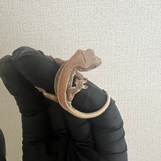 릴리화이트