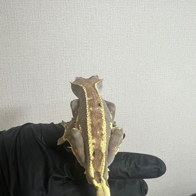노멀 카푸치노