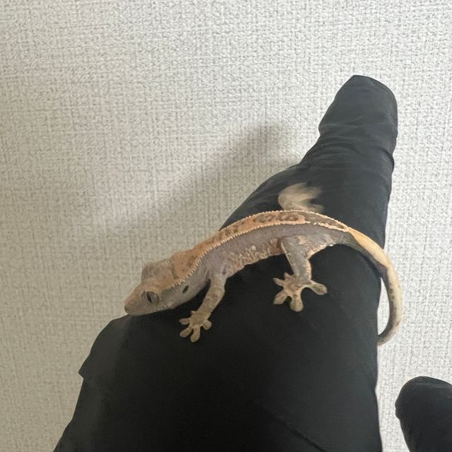 노멀 트라이 익스트림할리퀸