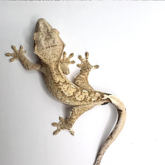 크림시클