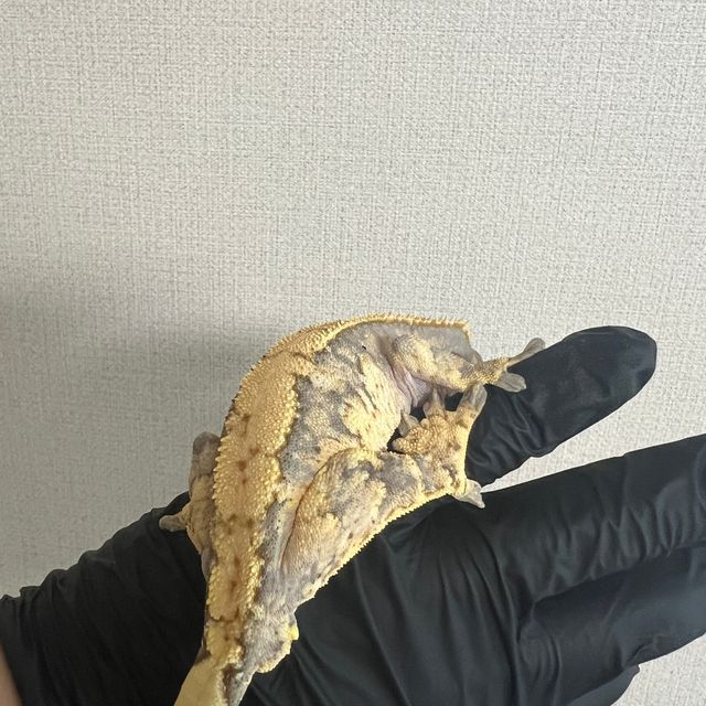 노멀 트라이 익스트림할리퀸