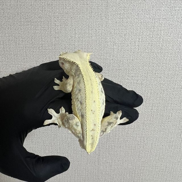 릴리화이트