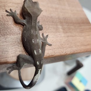 아잔틱
