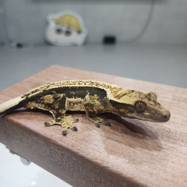 엠티백 핀스트라이프