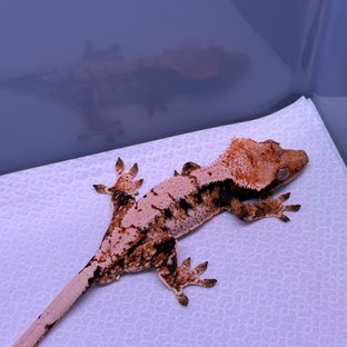 익스트림할리퀸