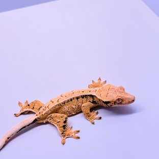 익스트림할리퀸